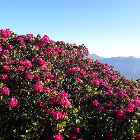 Zum Hirschen Zell Am Ξενοδοχείο Τσελ αμ Ζέε